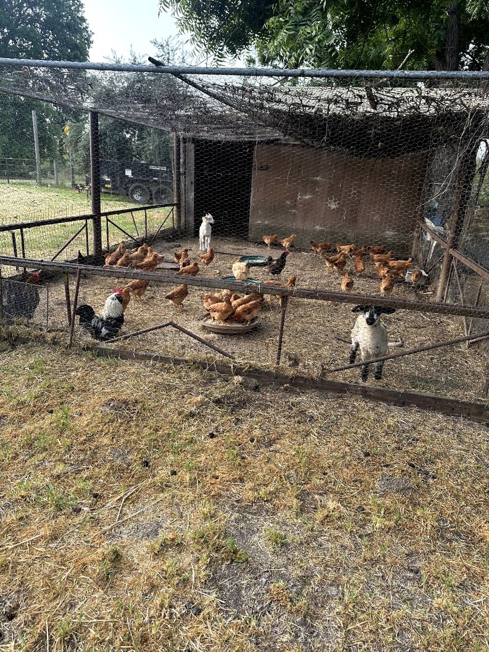 Life around the farmyard