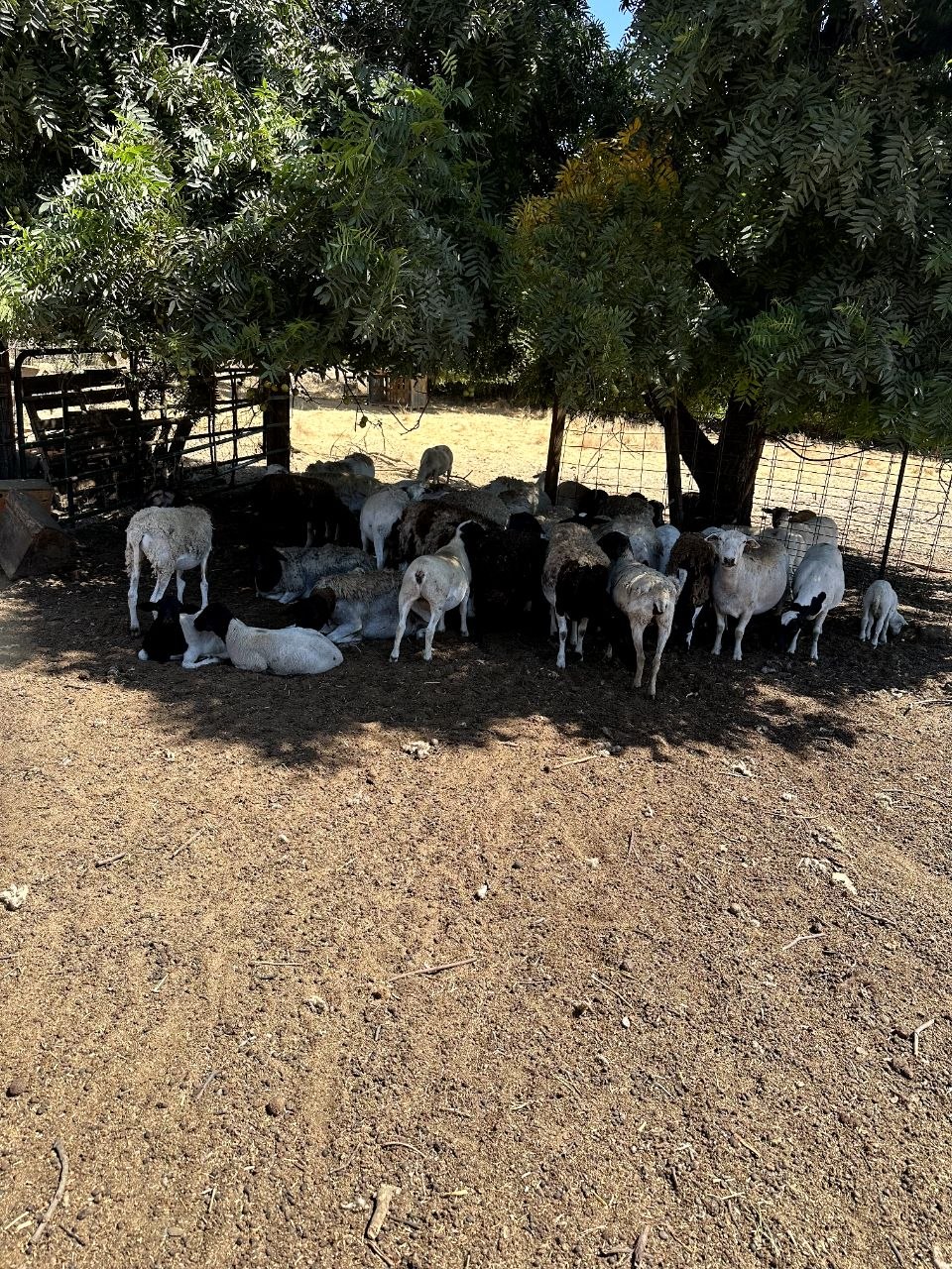 The flock beneath the trees