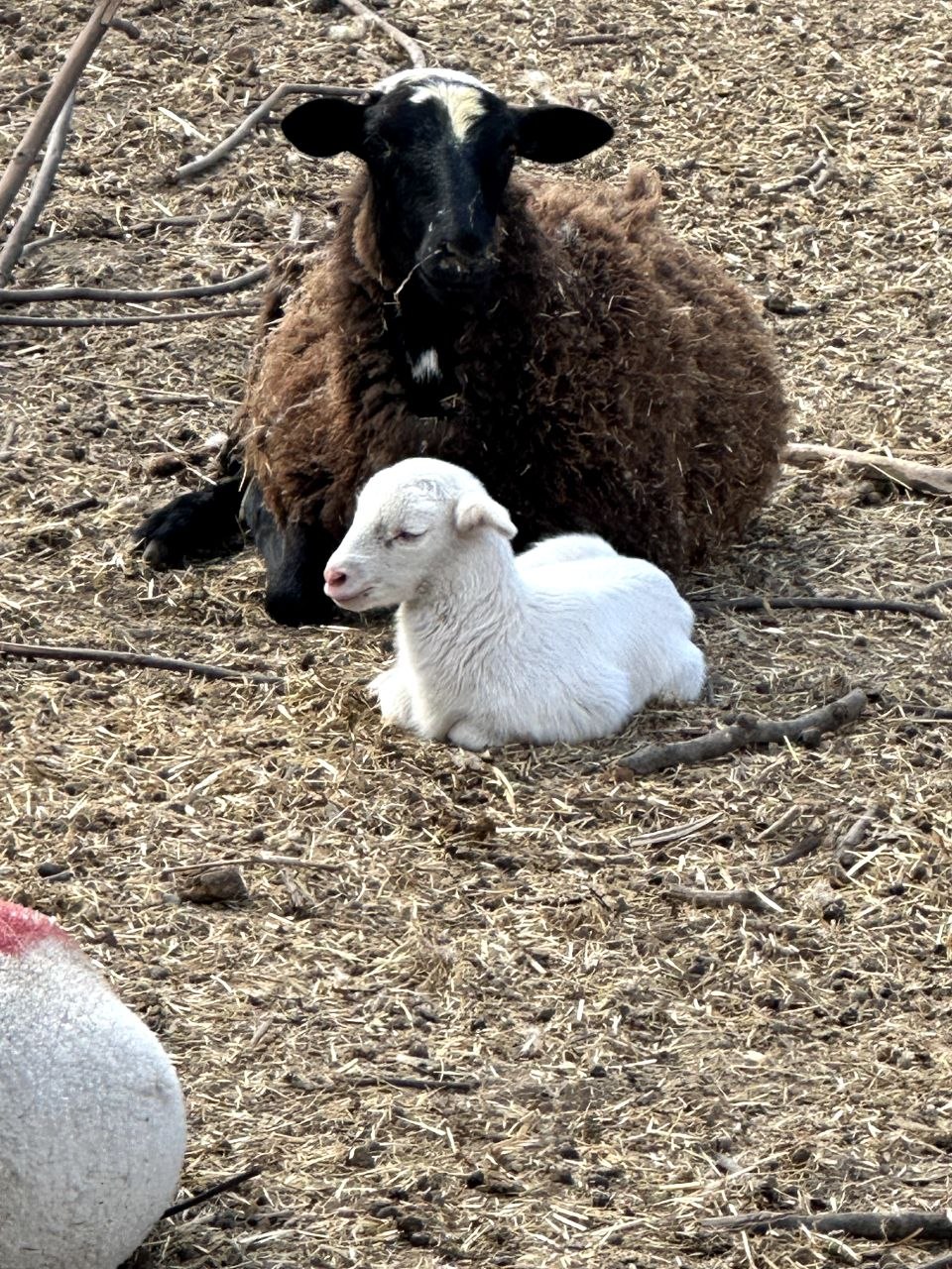 A quiet moment with the lambs