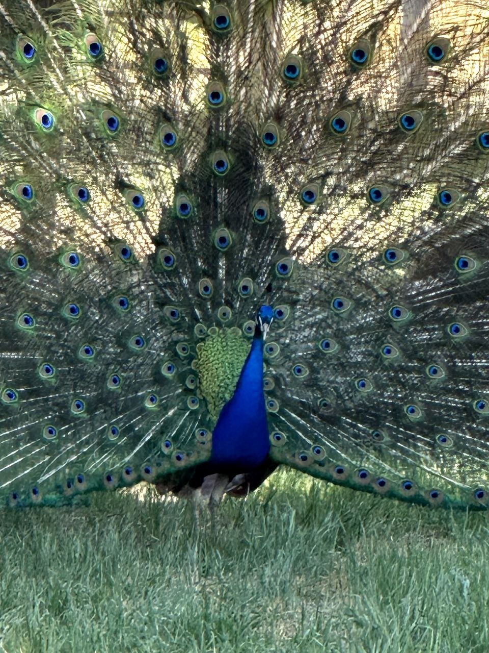A peacock in full display